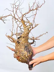 2025年最新】パキプス ベアルートの人気アイテム - メルカリ