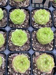 抜き苗 グリーンY52 MY67×40株 ふっくら 多肉植物 エケベリア サボテン 韓国苗 新入荷