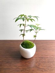 ミニ盆栽　もみじ２本（みるく色の鉢) A