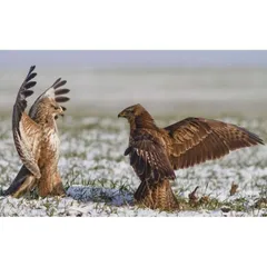 絵画風 壁紙ポスター (はがせるシール式) クマタカのお見合い 熊鷹 タカ 鷹 Hawk 鳥 キャラクロ BHWK-004W1 (ワイド版 921mm×576mm) ＜日本製＞ ウォールステッカー お風呂ポスター