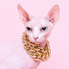 ◎ 未使用級 Mulberry マルベリー ショルダーバッグ バニティ