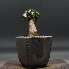 "Dorstenia gypsophila×horwoodii" ドルステニア ジプソフィラ x ホルウッディ 管理2167