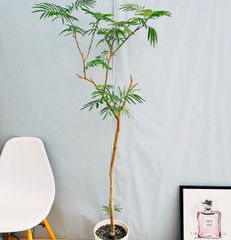 ［現品］98番　エバーフレッシュ　曲がり　8号　観葉植物　室内　大型　人気　プラコッタ鉢受け皿付き　おしゃれ　背高め