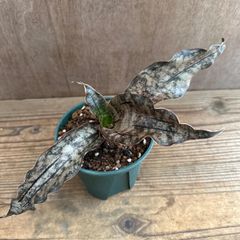 サンセベリア キルキーコパトーン ④ Sansevieria kirkii var pulchra‘Coppertone' サンスベリア 観葉植物 観葉 植物 珍奇植物 珍奇 珍しい レア 希少 インテリア プレゼント おしゃれ 空気清浄 ミニ グリーン 銅葉