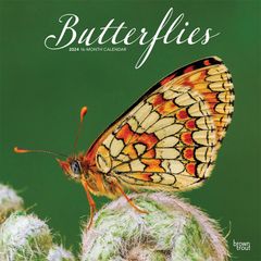 【輸入版】2024年 蝶 カレンダー / ブラウントラウト 30.5 x 61 cm (Butterflies  Calendar)