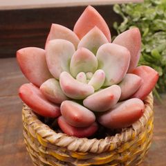 MA094	バブルモンスター	【イータニク】多肉植物　韓国苗　第四種郵便発送