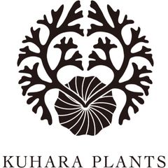 ホウビカンジュ 鳳尾貫衆 (No.2) - メルカリ