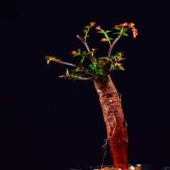 3T9 根挿し パワータンク オペルクリカリア・デカリー Operculicarya decaryi コーデックス 塊根植物 2.5号鉢 オペルクリカリアデカリー