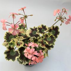 カラーリーフゼラニウム　金光錦　ミセスキルター　天竺葵　　ガーデニング　花壇