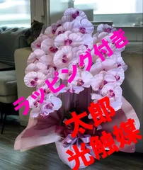 光触媒　人工観葉植物　ウォールグリーン　フェイクグリーン　フラワー　ハンドメイド　胡蝶蘭7845