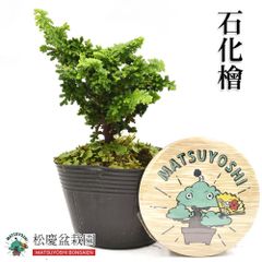 盆栽 石化檜 ミニ盆栽 （ひのき） bonsai