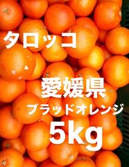 愛媛県産　タロッコ　ブラッドオレンジ　柑橘　5kg