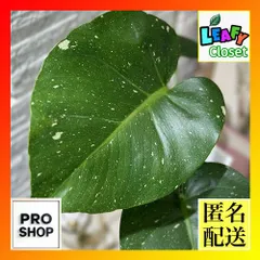 2025年最新】Monstera deliciosaの人気アイテム - メルカリ