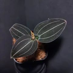 【新発売】 2025年最新】ルドキルスの人気アイテム - メルカリ その他観葉植物
