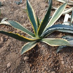アガベ　フェロックス錦　フェロックストニーズタイガー　直径約35㎝ AGAVE