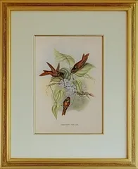 グールド ハチドリの絵No.54　ハミングバード 複製画