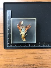 樹脂標本(スベスベサンゴヤドカリ)