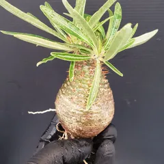 2025年最新】ベアルート グラキリスの人気アイテム - メルカリ