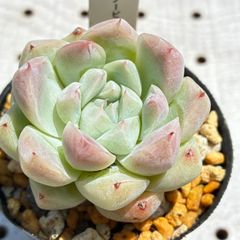 スノービューティー　多肉植物　エケベリア　韓国苗