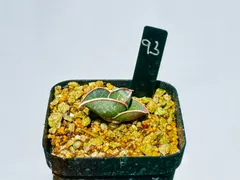 黄*者様 S8919-2★オークション★ サンスベリア ロリダ ヴァエリガータ 2025年最新】サンスベリア ロリダの人気アイテム - メルカリ