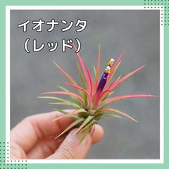 チランジア【イオナンタ・レッド】 Tillandsia エアプランツ エアープランツ チランジア