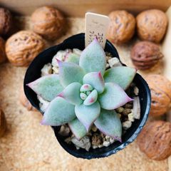 コロラータブレンディティ　多肉　エケベリア　多肉植物