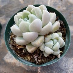 多肉植物　マッコス　10カット 多肉植物 マッコス 10個 カット苗 - メルカリ