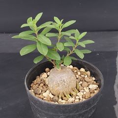 J624【自社養生株】ブラキステルマ　ピグマエウム（現地球・発根株・鉢植え）【多肉植物】