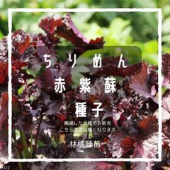 T22 家庭菜園でおすすめ品種　ちりめん赤紫蘇の種　固定種　野菜の種