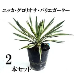 2025年最新】バリエガータ ユッカの人気アイテム - メルカリ