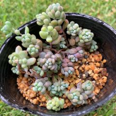 パープルヘイズ多肉植物