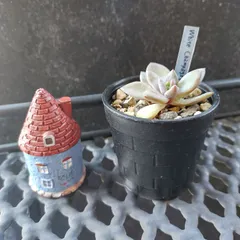 お取り置き中　只今タイムセール中！　どっしり　ピンクシャンパン　ピンクシャンペン 2025年最新】多肉植物 ピンクシャンペーンの人気アイテム - メルカリ