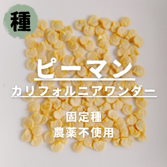【種】ピーマン　カリフォルニアワンダー　農薬不使用　15粒