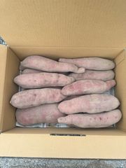無農薬　さつまいも　パープルスイートロード　5キロ入り