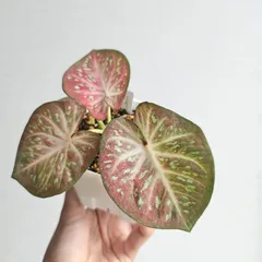 【miyachan様】専用ページ