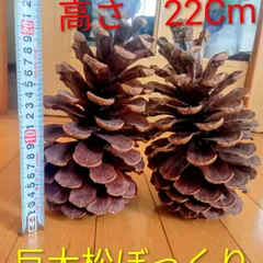 巨大松ぼっくり