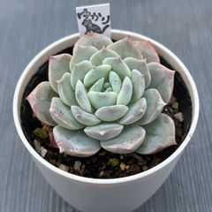 【ピュアラブhyb】★韓国苗★多肉植物★エケベリア★カット苗★