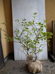 逸品。特大自然樹系 マルバノキ株立ち3.2M(鉢底から) 逸品。特大自然樹系 マルバノキ株立ち3.2M(鉢底から) 苗木・植木