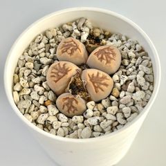 【多肉植物】リトープス・菊章玉　Lithops 'Kikushougyoku'　実生