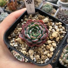 ハッピー　抜き苗　多肉植物　モフ多肉　エケベリア