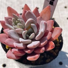 ルル　多肉植物　エケベリア　韓国苗