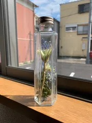 すさのハーバリウム