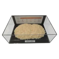 2026年最新】脂肪模型の人気アイテム - メルカリ