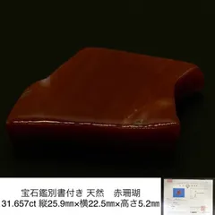 宝石鑑別書付き 天然 赤珊瑚 （さんご サンゴ） 31.657ct 縦25.9㎜×横