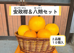 安政柑（あんせいかん）と八朔（はっさく）のセット