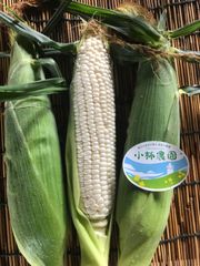 ★渥美半島〜7月18日頃発送　ピュアホワイト　とうもろこし　7本　生でも美味しい★朝獲り