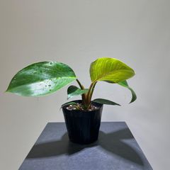 フィロデンドロン　ピンクバーキン　抜き苗