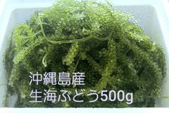 沖縄県産】生海ぶどう 茎付きたっぷり500g ☆タレ5p付き ♡送料込み