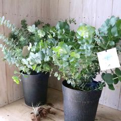 立派♡ 希少♡斑入り♡エバーフレッシュ♡ネムの木♡観葉植物