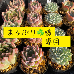 まるぶり☘️様　専用